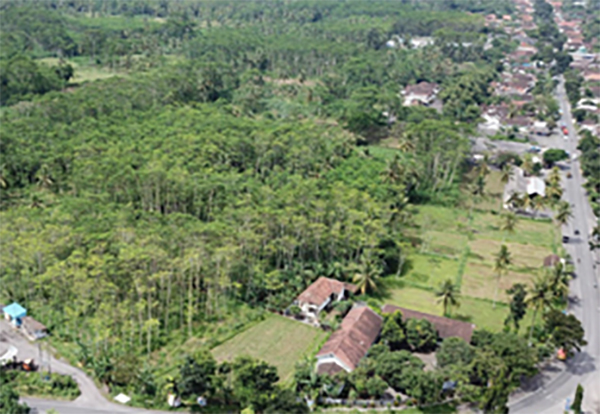 View of Planted Forest