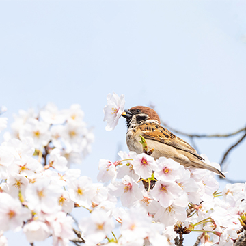 「二十四節気と七十二候」春編～暦で感じる花や鳥、虫たちの息吹