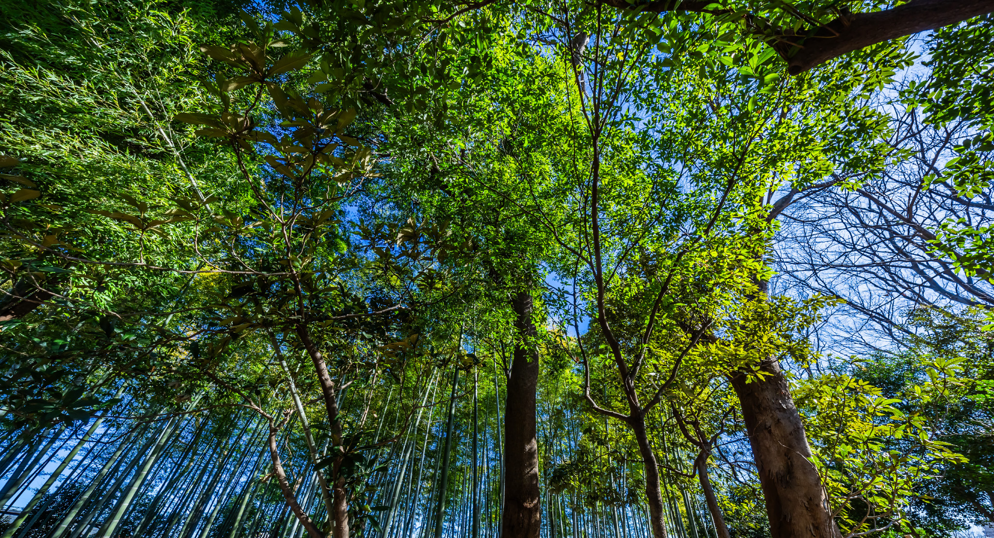 下保⾕四丁⽬特別緑地保全地区