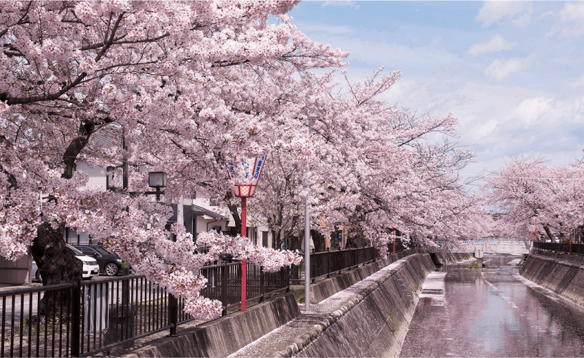 大江川緑道の桜並木