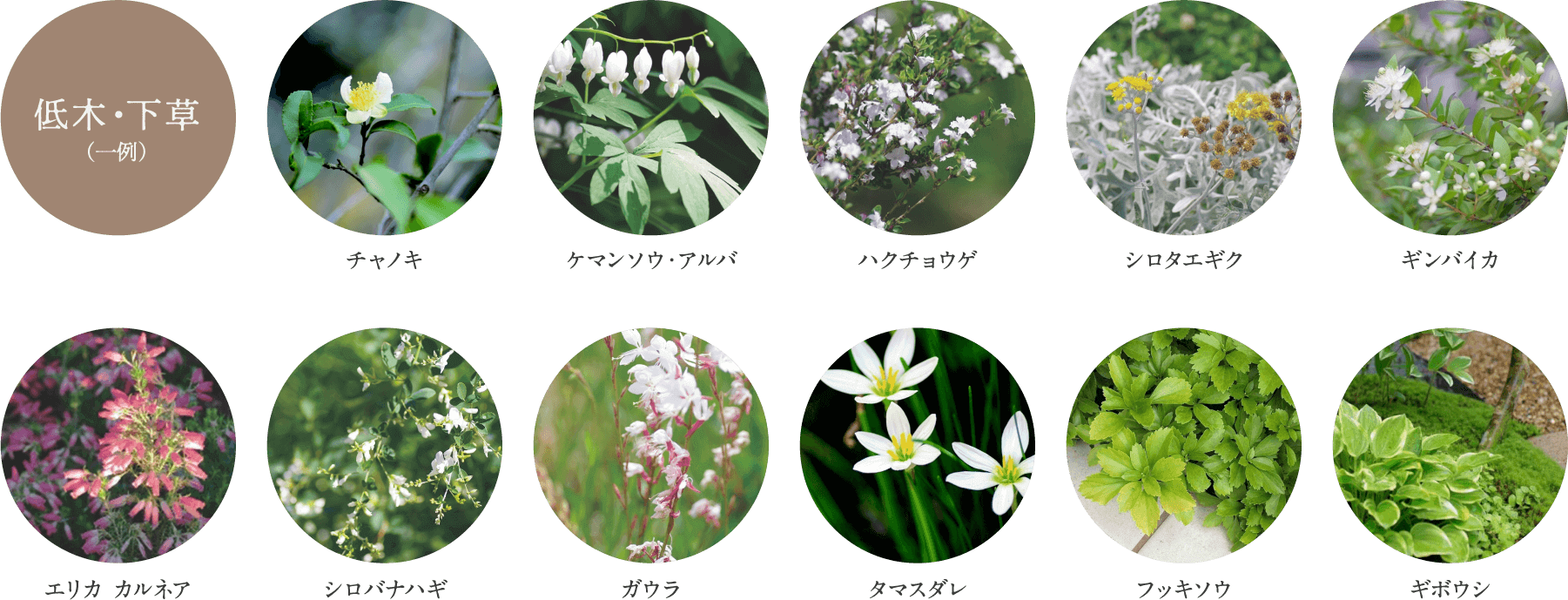 低木・下草（一例）