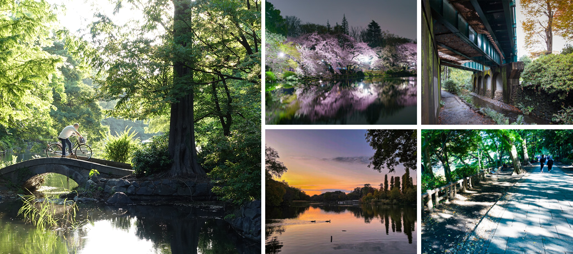 井の頭公園（約720～約760ｍ／徒歩9～10分）