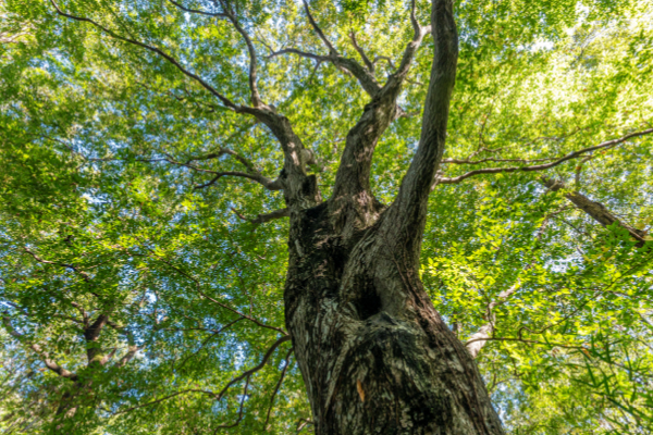 こんぶくろ池自然博物公園