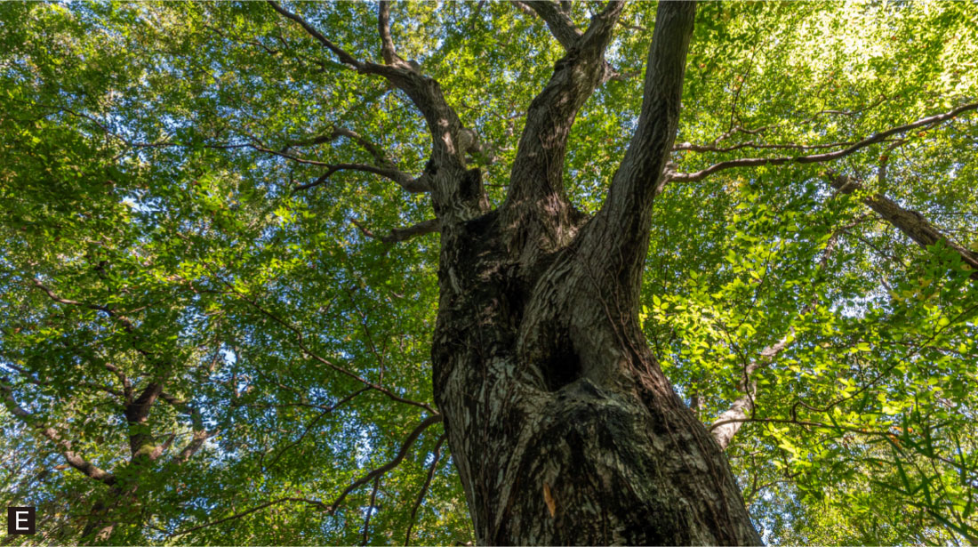 こんぶくろ池自然博物公園