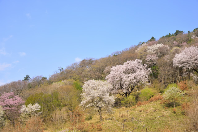 サクラの野生種
