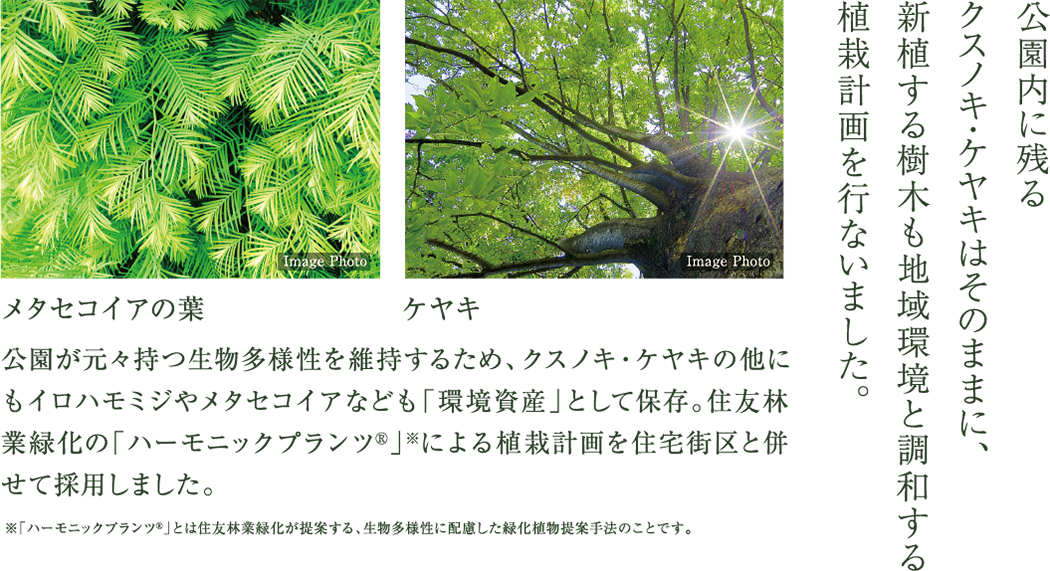 公園内に残るクスノキ・ケヤキはそのままに、新植する樹木も地域環境と調和する植栽計画を行ないました。