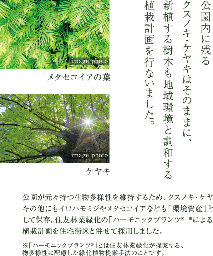 公園内に残るクスノキ・ケヤキはそのままに、新植する樹木も地域環境と調和する植栽計画を行ないました。
