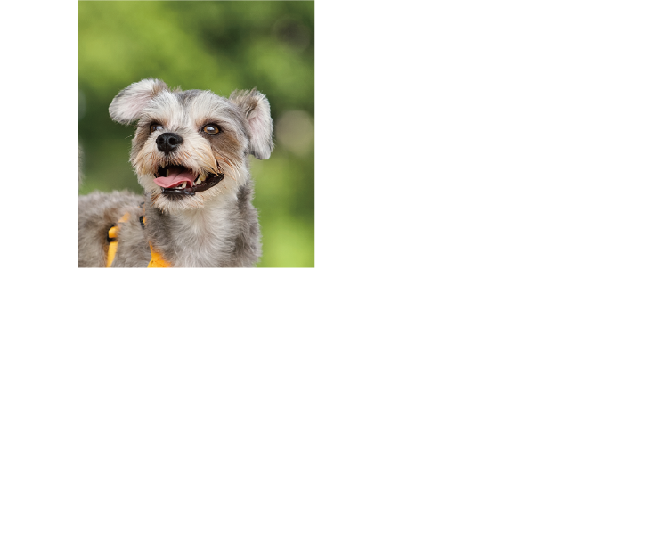 安心・安全で閑静な穏やかな町。