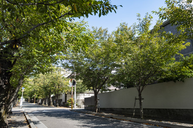 箕面さくら並木通り