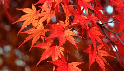 イロハモミジ写真