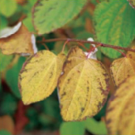 落葉樹：カツラ