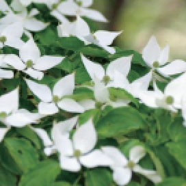 落葉樹：ヤマボウシ