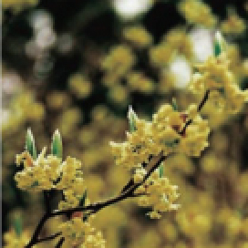 落葉樹：クロモジ