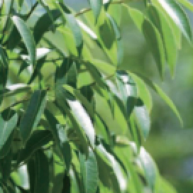 常緑樹：シラカシ