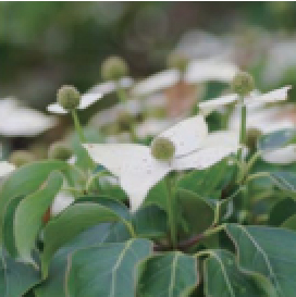 常緑樹：常緑ヤマボウシ