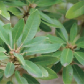 常緑樹：ヒメユズリハ