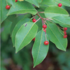 常緑樹：ソヨゴ