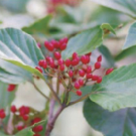 常緑樹：ハクサンボク