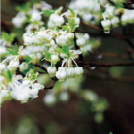 落葉樹：ドウダンツツジ