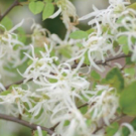 落葉樹：トキワマンサク