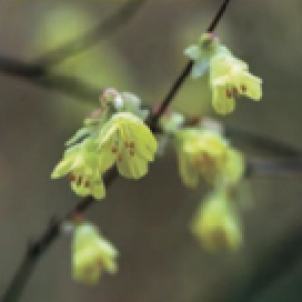 落葉樹：ヒュウガミズキ