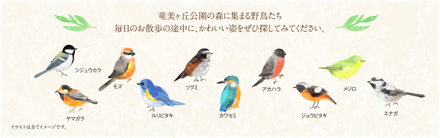 竜美ヶ丘公園の森に集まる野鳥たち 毎日のお散歩の途中に、かわいい姿をぜひ探してみてください。