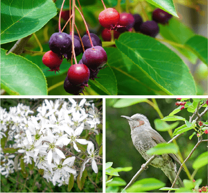 ジューンベリー