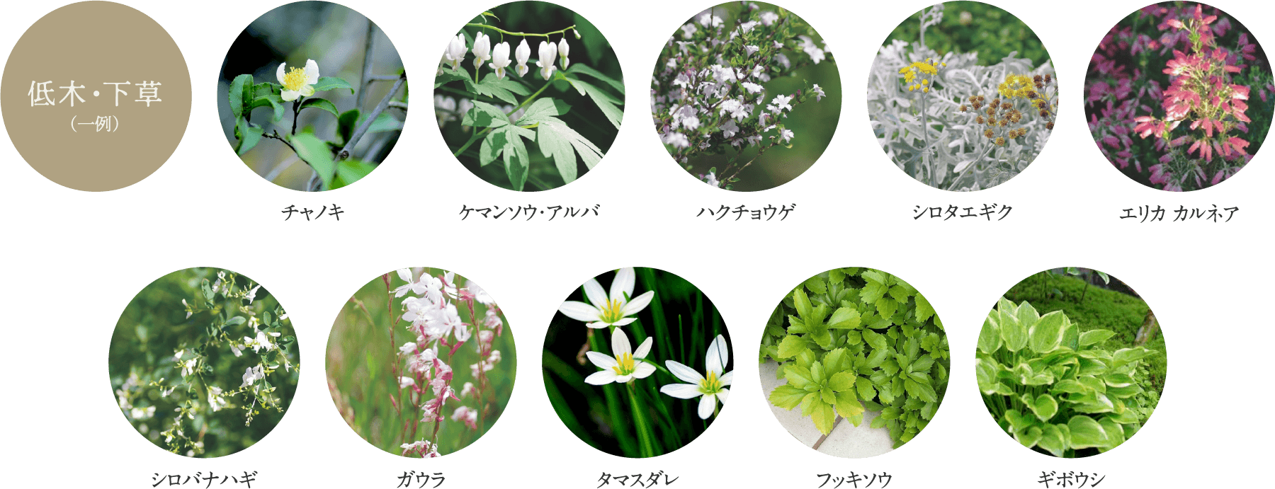 低木・下草