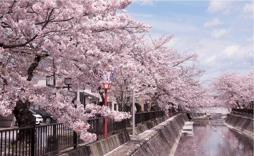 大江川緑道の桜並木