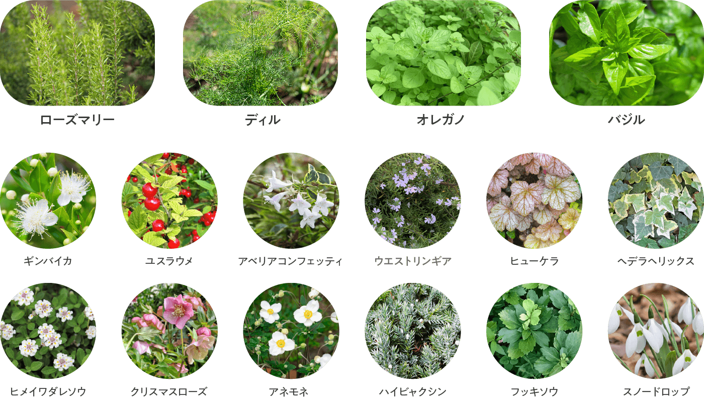 素朴で愛らしい草花