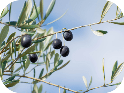 オリーブ