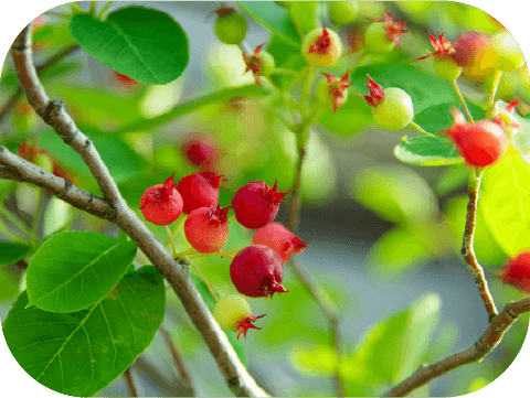 ジューンベリー