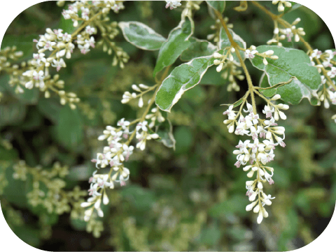 シルバープリペット