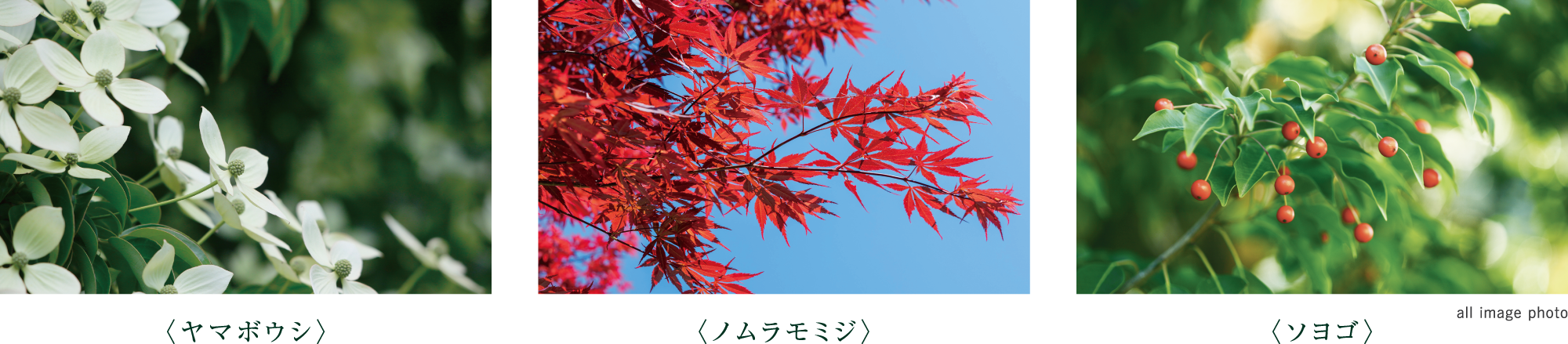 街並みに潤いを添えるシンボルツリー