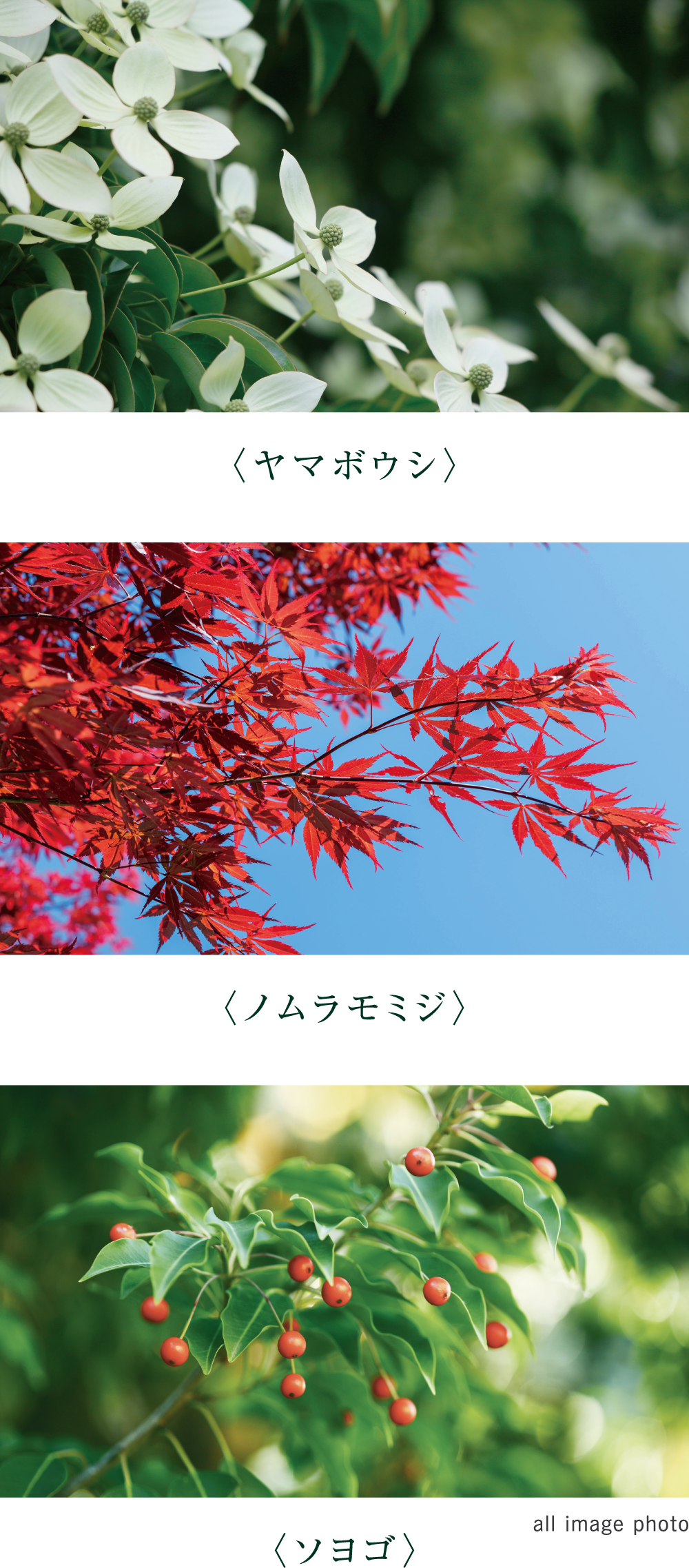 街並みに潤いを添えるシンボルツリー