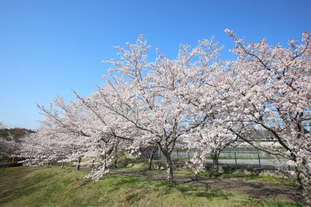 桜