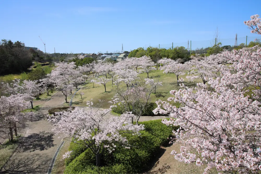 桜