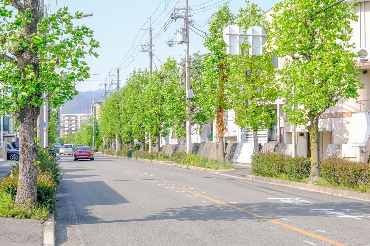翠丘東豊中線の並木