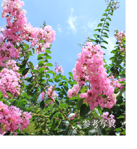 サルスベリ イメージ写真