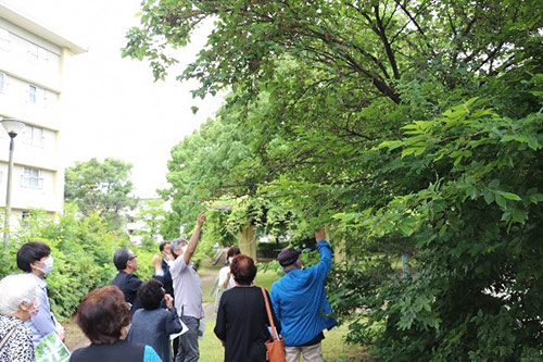 Garden Tour “Picking and Eating fruit of Morus bombycis“