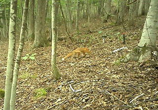 Picture of a red fox captured by a camera trap (in the plant and animal monitoring assessment conducted in Sumitomo Forestry’s forest in Mombetsu)
