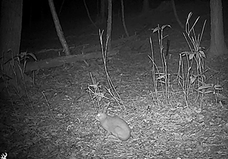 Picture of a mountain hare captured by a camera trap (in the plant and animal monitoring assessment conducted in Sumitomo Forestry’s forest in Mombetsu)