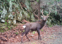 Japanese deer confirmed in Niihama (Shikoku) forests in fiscal 2016