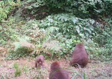 Japanese monkeys confirmed in Niihama (Shikoku) forests in fiscal 2016