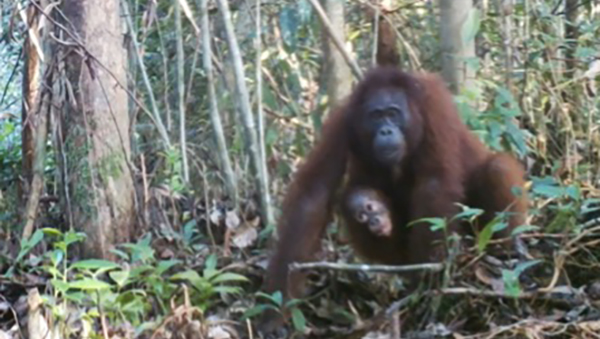 Adult Orangutan with Its Child (October 2019)