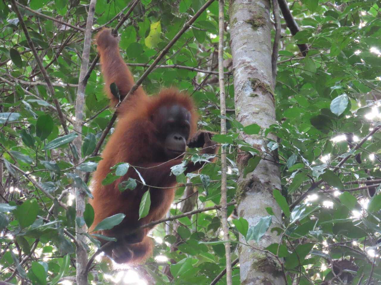 Orangutan observed in MTI's conservation area (photo taken May 2022)