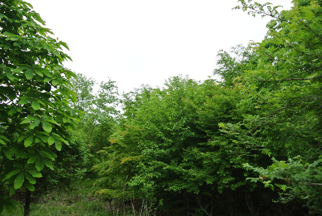 Growth of planted trees (2016)