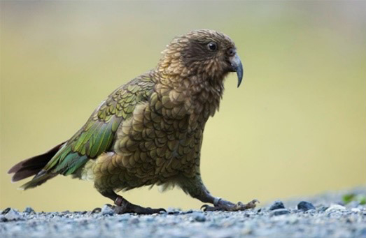 Kea (Large Parrot Species)