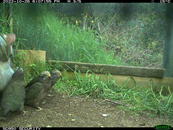 Chicks found in TPF forests