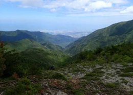 Tsugazakura (Phyllodoce nipponica) of Mt. Douzan (provided by Niihama City, photographed in May 2018)
